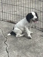 White/ Liver markings , a male English Cocker Spaniel for sale in Fyffe, AL – 2 of 6