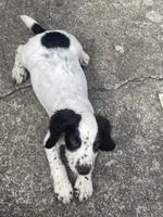 White/ Liver markings , a male English Cocker Spaniel for sale in Fyffe, AL – 3 of 6