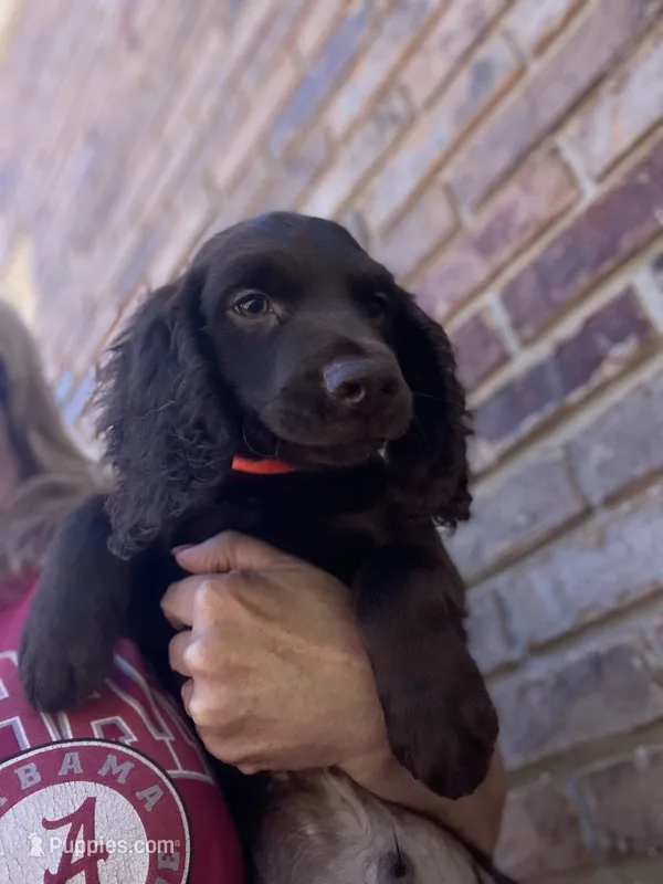 Orange male  – Boykin Spaniel, English Cocker Spaniel puppy for sale in Fyffe, AL