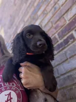 Orange male , a male Boykin Spaniel and English Cocker Spaniel for sale in Fyffe, AL – 1 of 2