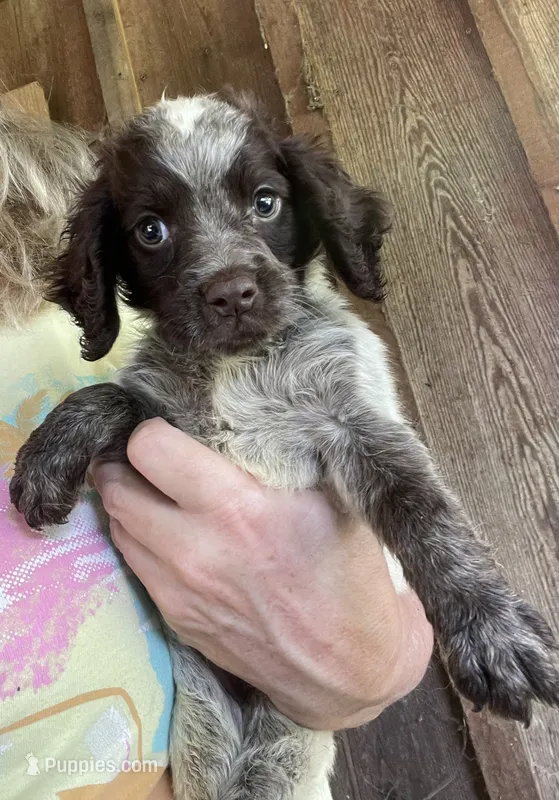 Liver Roan – English Cocker Spaniel puppy for sale in Fyffe, AL