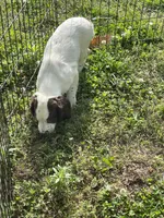 white/Liver Male, a male English Cocker Spaniel for sale in Fyffe, AL – 5 of 6