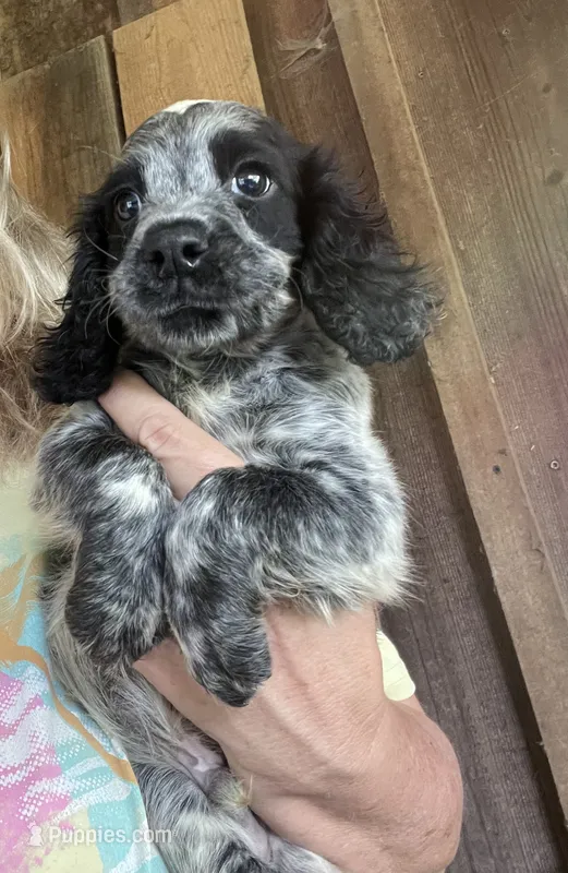 Blue Roan – English Cocker Spaniel puppy for sale in Fyffe, AL