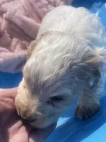 processed/2e74f29a-f110-40f5-b309-c2d1e1c67f7b/listing/65f9b2ae-0b3b-43d3-9601-aa390defe698/05413747-6aae-4ac9-921b-d3749d551a77