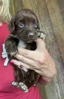 Liver Male, a male English Cocker Spaniel for sale in Fyffe, AL – 1 of 4