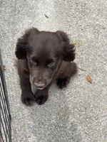 Boykin/ ECS, a male Boykin Spaniel and English Cocker Spaniel for sale in Fyffe, AL – 2 of 6