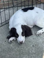 white/Liver, a male English Cocker Spaniel for sale in Fyffe, AL – 2 of 3