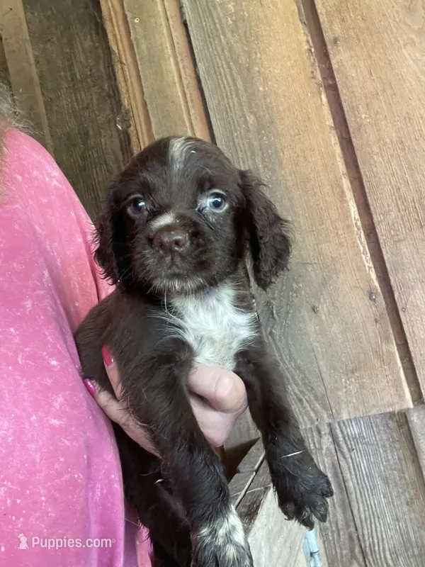 Liver Female – English Cocker Spaniel puppy for sale in Fyffe, AL
