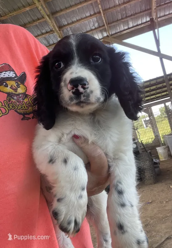 Male – English Cocker Spaniel puppy for sale in Fyffe, AL
