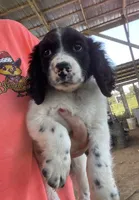Male, a male English Cocker Spaniel for sale in Fyffe, AL – 1 of 2