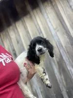 Female, a female English Cocker Spaniel for sale in Fyffe, AL – 2 of 3