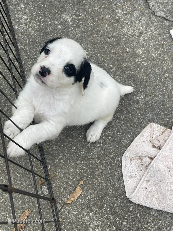 Boy 4  black Markings – English Cocker Spaniel puppy for sale in Fyffe, AL