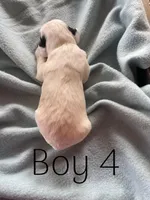 Boy 4  black Markings, a male English Cocker Spaniel for sale in Fyffe, AL – Photo 4 of 4