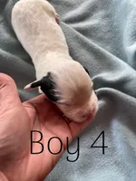 Boy 4  black Markings, a male English Cocker Spaniel for sale in Fyffe, AL – Photo 2 of 4