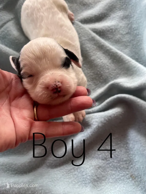 Boy 4  black Markings
