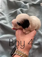 Boy 4  black Markings, a male English Cocker Spaniel for sale in Fyffe, AL – Photo 3 of 4