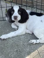 white/Liver, a male English Cocker Spaniel for sale in Fyffe, AL – 1 of 3