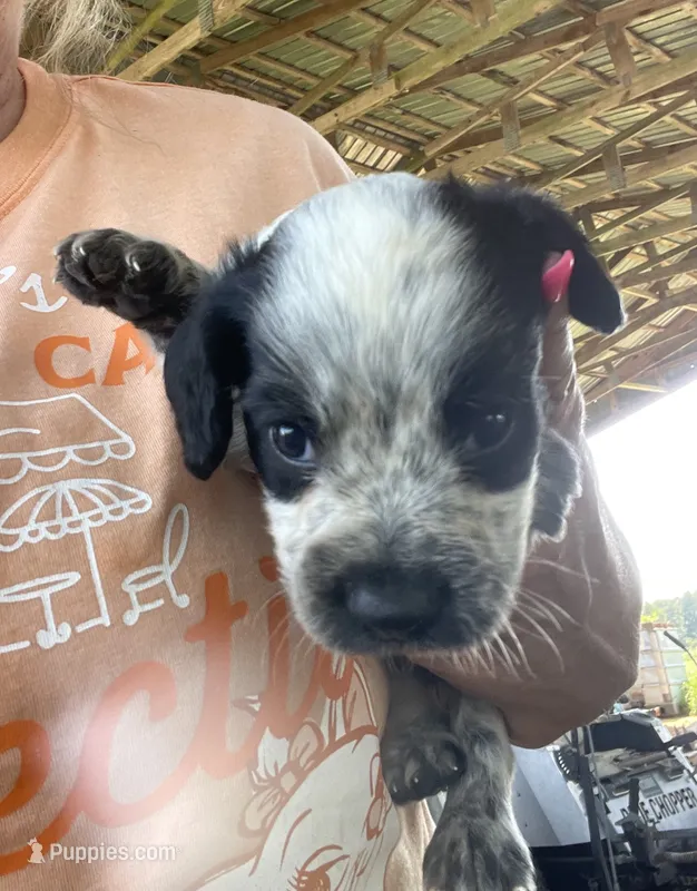 Blue Roan – English Cocker Spaniel puppy for sale in Fyffe, AL