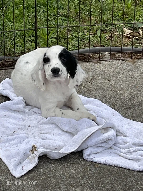 White/Black Female  – English Cocker Spaniel puppy for sale in Fyffe, AL