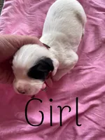 White/Black Female , a female English Cocker Spaniel for sale in Fyffe, AL – Photo 2 of 3