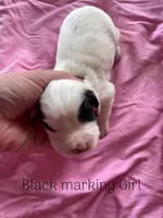 White/Black Female , a female English Cocker Spaniel for sale in Fyffe, AL – Photo 1 of 3