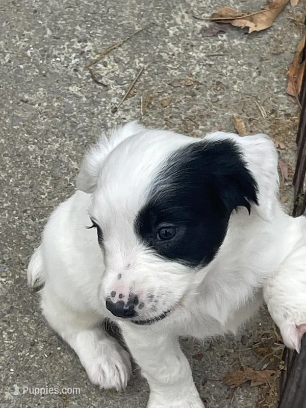 White/Black Female  – English Cocker Spaniel puppy for sale in Fyffe, AL