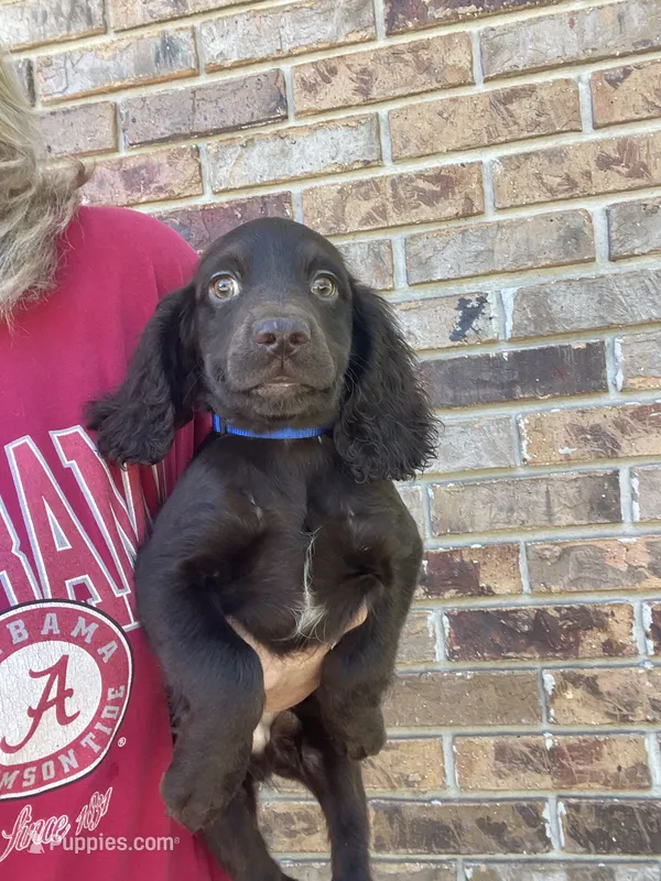 Male Boykin/ECS – Boykin Spaniel, English Cocker Spaniel puppy for sale in Fyffe, AL