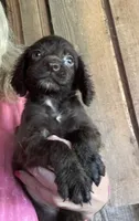 Liver Female, a female English Cocker Spaniel for sale in Fyffe, AL – 2 of 2