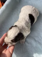 processed/2e74f29a-f110-40f5-b309-c2d1e1c67f7b/listing/93bc0ae5-3b15-4038-8193-f1e7872b59a2/96ae8f3c-59bc-4784-be35-f88a7090a103