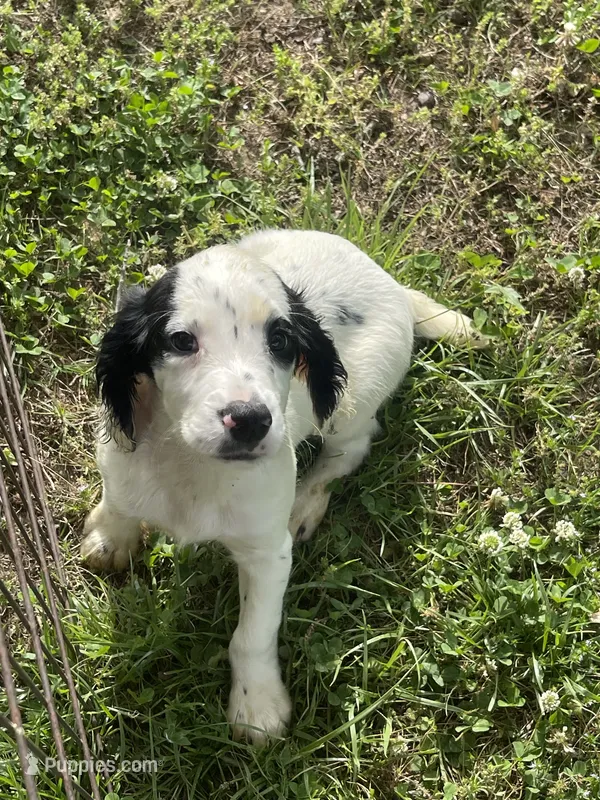 Boy 4  black Markings – English Cocker Spaniel puppy for sale in Fyffe, AL