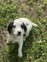 Boy 4  black Markings, a male English Cocker Spaniel for sale in Fyffe, AL – 1 of 7
