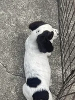 White/ Liver markings , a male English Cocker Spaniel for sale in Fyffe, AL – 6 of 6