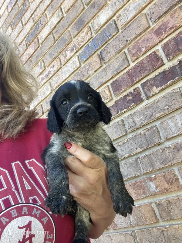 Bllue Roan Female  – English Cocker Spaniel puppy for sale in Fyffe, AL