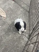 White/ Liver markings , a male English Cocker Spaniel for sale in Fyffe, AL – 5 of 6