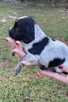 Bllue Roan Female , a female English Cocker Spaniel for sale in Fyffe, AL – 2 of 4