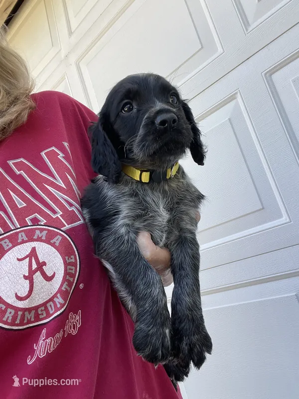 Blue Roan Female  – English Cocker Spaniel puppy for sale in Fyffe, AL