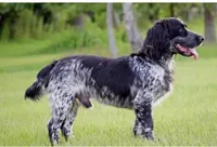 Blue Roan Male, a male English Cocker Spaniel for sale in Fyffe, AL – Photo 7 of 8