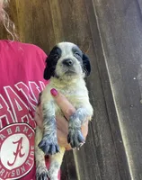 Blue Roan Male, a male English Cocker Spaniel for sale in Fyffe, AL – Photo 4 of 8