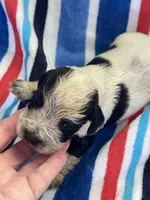 Blue Roan Male, a male English Cocker Spaniel for sale in Fyffe, AL – Photo 5 of 8