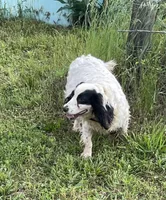 Blue Roan Male, a male English Cocker Spaniel for sale in Fyffe, AL – Photo 8 of 8