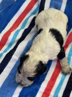 Blue Roan Male, a male English Cocker Spaniel for sale in Fyffe, AL – Photo 6 of 8