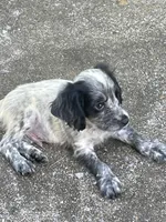 Blue Roan Male, a male English Cocker Spaniel for sale in Fyffe, AL – Photo 2 of 8