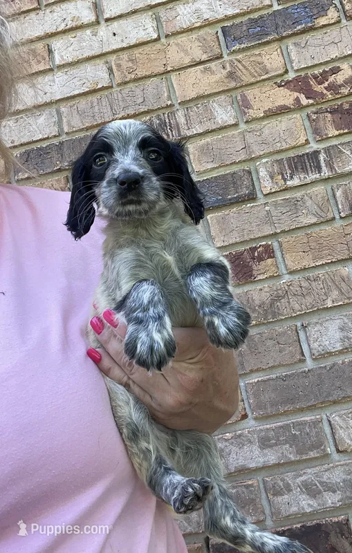 Blue Roan Male, a male English Cocker Spaniel for sale in Fyffe, AL – Photo 1 of 8