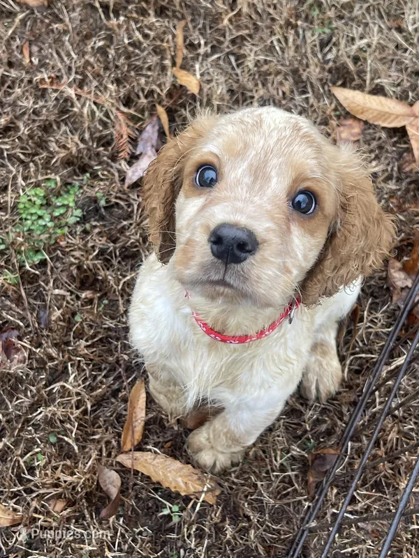 Red Lemon roan  Male