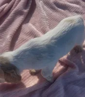 processed/2e74f29a-f110-40f5-b309-c2d1e1c67f7b/listing/acb709b5-ea0c-432c-a726-620c482c1843/20e79ac2-a5db-41c0-bdad-bba74a4143b1