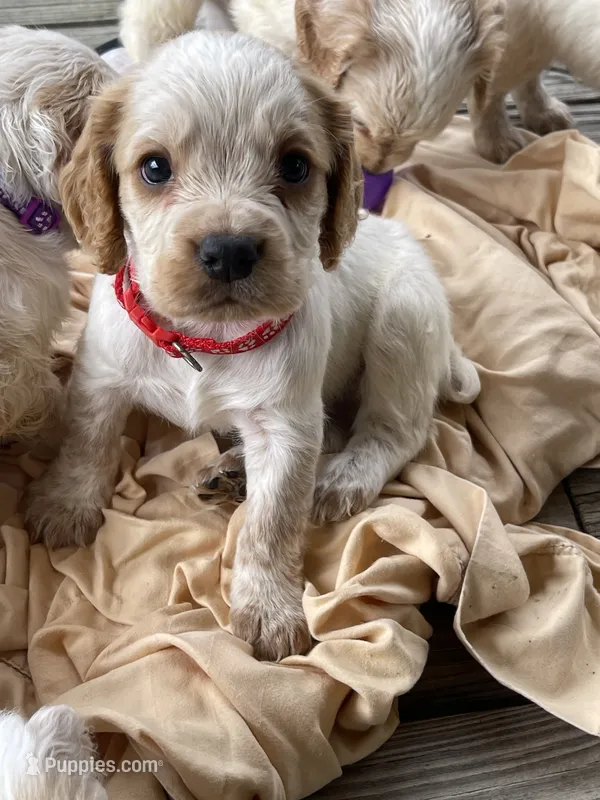 Red Lemon roan  Male