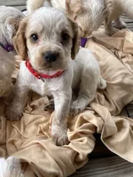 processed/2e74f29a-f110-40f5-b309-c2d1e1c67f7b/listing/acb709b5-ea0c-432c-a726-620c482c1843/70684e1b-7c15-46eb-931a-eac7a1828a02