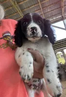 Male, a male English Cocker Spaniel for sale in Fyffe, AL – 2 of 2
