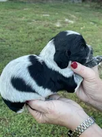 Bllue Roan Female , a female English Cocker Spaniel for sale in Fyffe, AL – 3 of 4