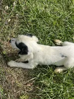Boy 4  black Markings, a male English Cocker Spaniel for sale in Fyffe, AL – 4 of 7